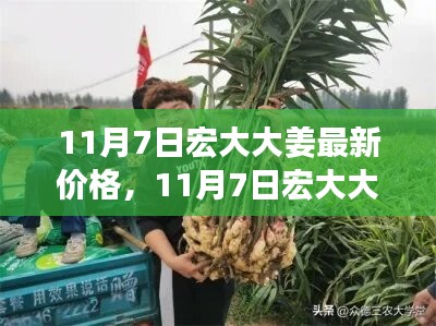 11月7日宏大大姜最新价格及多方观点分析，个人立场阐述