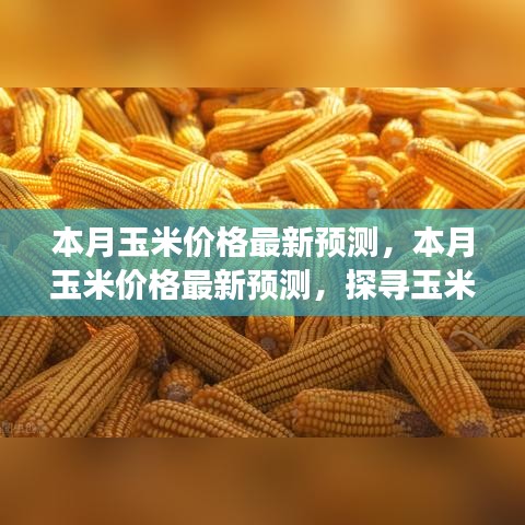 本月玉米价格最新预测，探寻市场风云变幻与未来走向