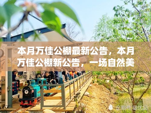 万佳公棚新公告，自然美景探索之旅，寻找内心的宁静之旅