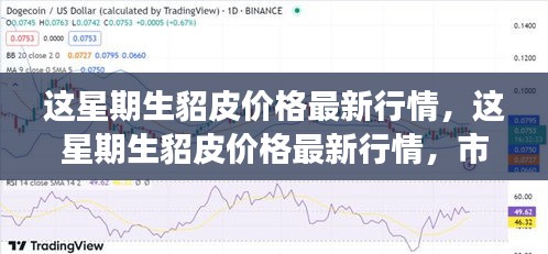 本周生貂皮价格行情解析，最新走势分析与个人观点分享