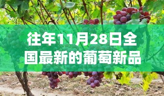 全国最新葡萄新品种概览，以11月28日为时间节点的品种更新