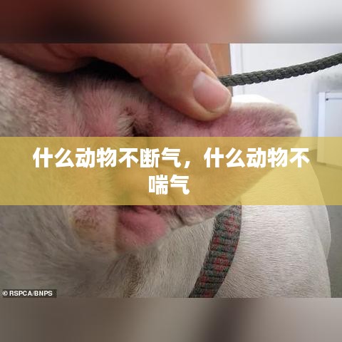 什么动物不断气，什么动物不喘气 