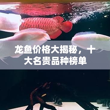 龙鱼价格大揭秘，十大名贵品种榜单