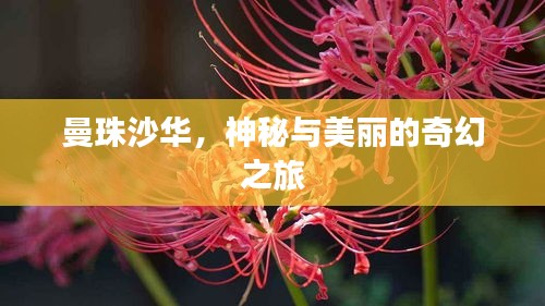 曼珠沙华，神秘与美丽的奇幻之旅