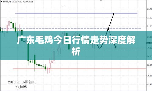 广东毛鸡今日行情走势深度解析