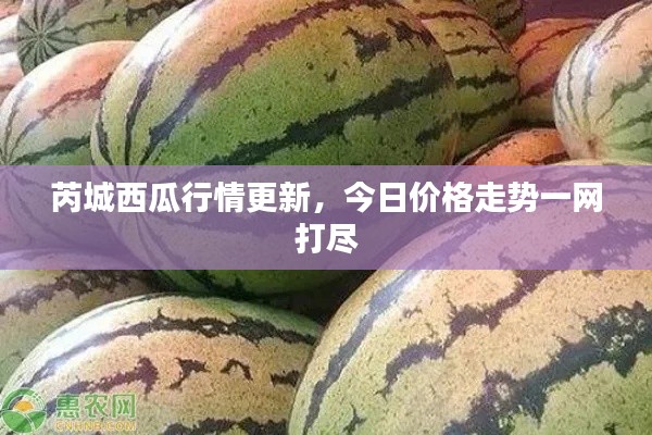 芮城西瓜行情更新，今日价格走势一网打尽