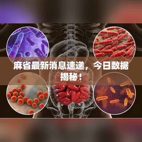 麻省最新消息速递，今日数据揭秘！